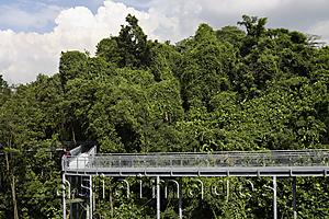Asia Images Group - Man on canopy walk among the trees