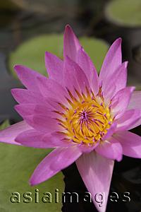 Asia Images Group - Lotus flower in full bloom