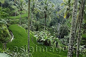 Asia Images Group - terraced rice paddies, Ubud Bali