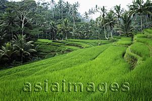 Asia Images Group - terraced rice paddies Ubud, Bali