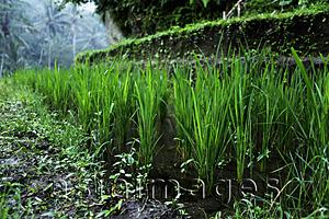 Asia Images Group - close up of rice plants