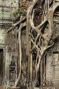 Asia Images Group - roots growing over the walls of Angkor Wat