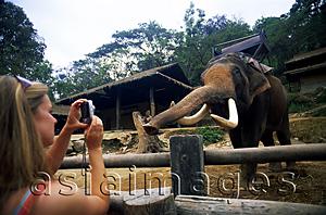 Asia Images Group - Thailand,Chiang Mai,Mae Sa Elephant Camp,Tourists Taking Photos of Elephant