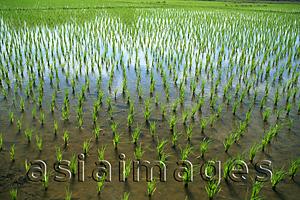 Asia Images Group - Thailand,Chiang Mai,Rice Paddy Fields