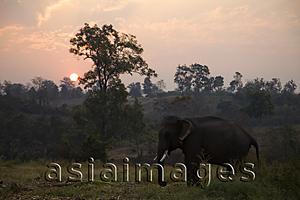 Asia Images Group - Thailand,Golden Triangle,Chiang Mai,Elephants at Dawn