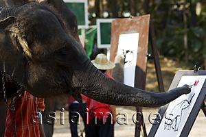Asia Images Group - Thailand,Chiang Mai,Elephant Camp,Elephant Show,Elephant Painting