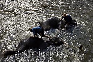 Asia Images Group - Thailand,Chiang Mai,Elephant Camp,Elephants Bathing