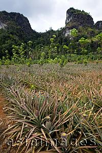 Asia Images Group - Thailand,Krabi,Pineapple Plantation and Karst Mountains
