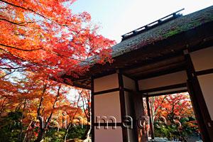 Asia Images Group - Arashiyama,Jojakkoji Temple surrounded by Autumn leaves.