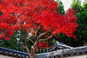 Asia Images Group - Tree with red leaves in front of Japanese temple roof