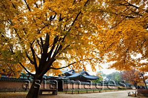 Asia Images Group - Gyeongbokgung Palace with Autumn leaves. Seoul, Korea