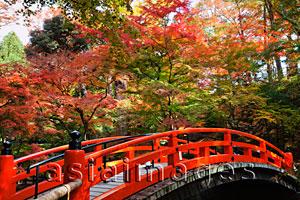 Asia Images Group - Red bridge at Kitano Temmangu Shrine, Autumn Leaves in the Maple Garden. Kyoto, Japan