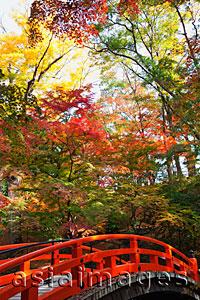 Asia Images Group - Red bridge at Kitano Temmangu Shrine, Autumn Leaves in the Maple Garden. Kyoto, Japan