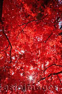Asia Images Group - Sunburst through a canopy of red leaves.