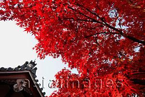 Asia Images Group - Top o Temple roof with tree with red leaves