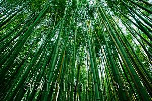 Asia Images Group - low angle shot of bamboo forest