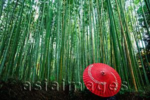 Asia Images Group - Red umbrella laying on ground next to bamboo forest
