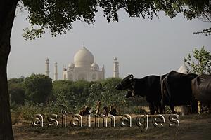 Asia Images Group - Indian family making mud bricks near cows, Taj Mahal in the background. Agra, India