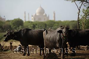 Asia Images Group - A group of cows with the Taj Mahal in the background. Agra, India