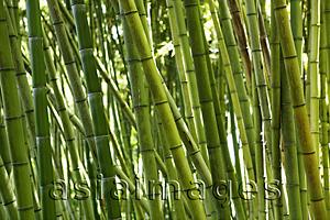 Asia Images Group - A forest of green bamboo trees