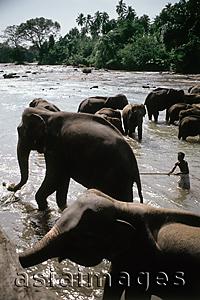 Asia Images Group - Sri Lanka, Man in Maha Oya river with elephants at Pinnawella elephant orphanage