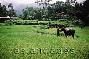 Asia Images Group - Indonesia, S. Sulawesi, Toraja, man with buffalo in field