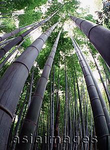 Asia Images Group - Japan, Wide angle view of bamboo forest from below