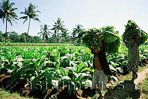 Asia Images Group - Indonesia, Lombok Island, children help with the tobacco harvest.