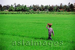 Asia Images Group - Vietnam, Tay Ninh, A worker walking through a rice field.