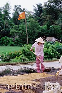 Asia Images Group - Vietnam, Mekong Delta region, Long Xuyen, Farmer drying out rice.