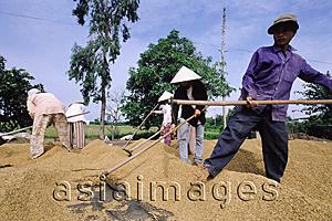 Asia Images Group - Vietnam, Mekong Delta region, Long Xuyen, Farmers drying rice.