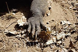 Asia Images Group - Indonesia, Komodo Island, Close-up of Komodo dragon claw