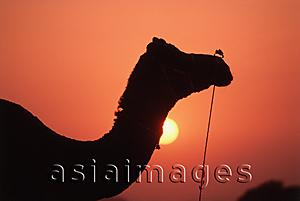 Asia Images Group - India, Rajasthan, Pushkar, Silhouettes of camel at sunset