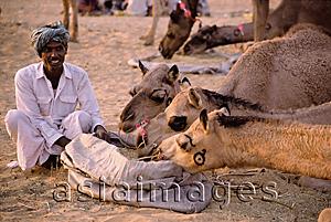 Asia Images Group - India, Rajasthan, Pushkar, A trader sits by his camels while they eat.