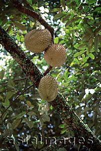 Asia Images Group - Tree with Durian fruit