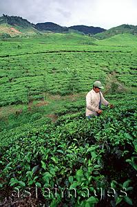 Asia Images Group - Indonesia, Bandung, tea plantation
