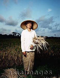 Asia Images Group - Indonesia, Bali, Ubud, Balinese woman holding rice stalks at harvest time.