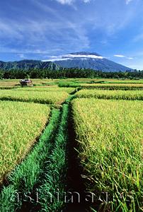 Asia Images Group - Indonesia, Bali, Klungkung, rice fields, Mount Agung in background.  (grainy)
