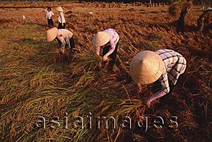 Asia Images Group - Vietnam, Outside Vinh Long, Mekong delta, Female farm workers harvesting rice.
