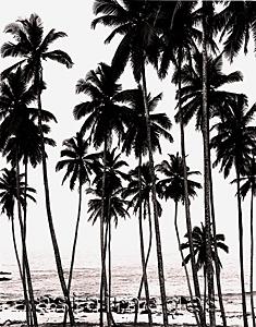 Asia Images Group - Towering coconut palms and sea view, early morning