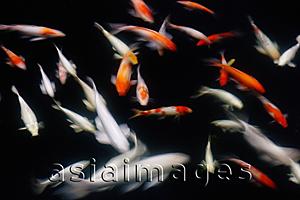 Asia Images Group - Koi Carp in pond