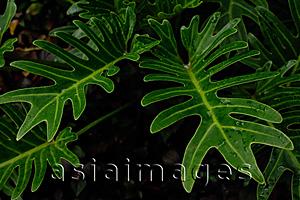 Asia Images Group - Tropical plant leaf
