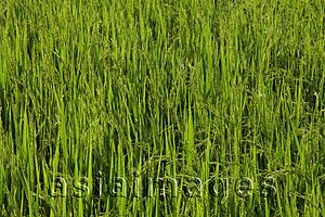 Asia Images Group - Closeup of rice paddy