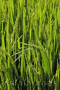 Asia Images Group - Close up of rice in a rice paddy