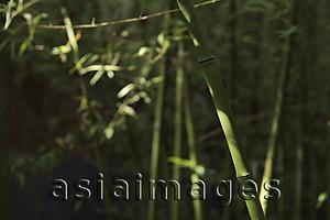 Asia Images Group - Bamboo forest with focus in foreground