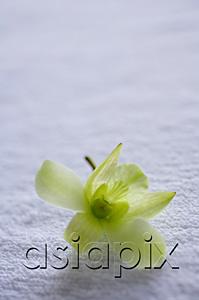 AsiaPix - Still life of Orchid flower